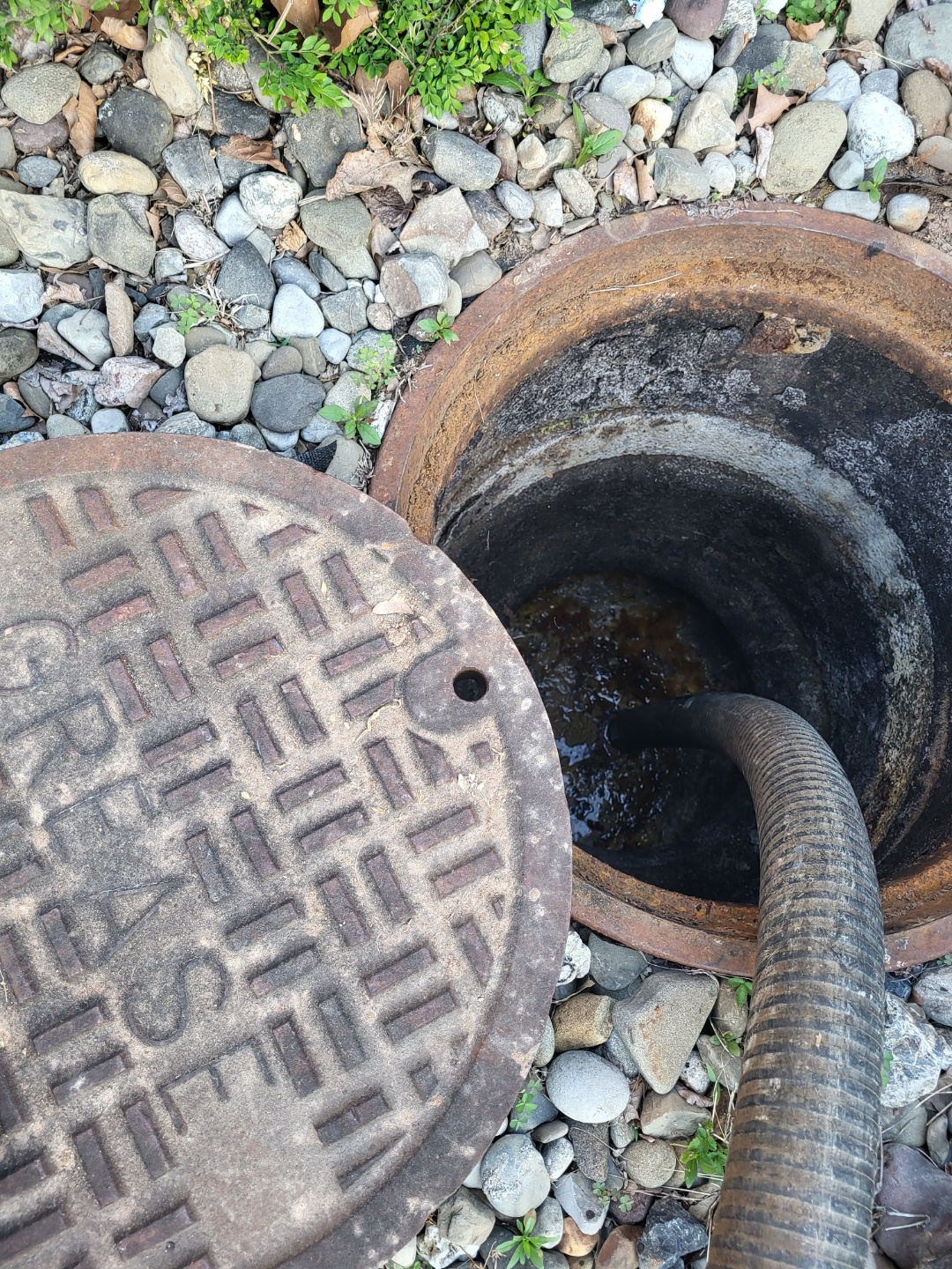 An open grease trap with a hose inserted, surrounded by pebbles and small plants. The trap cover is partially removed and lies on the ground beside the opening.